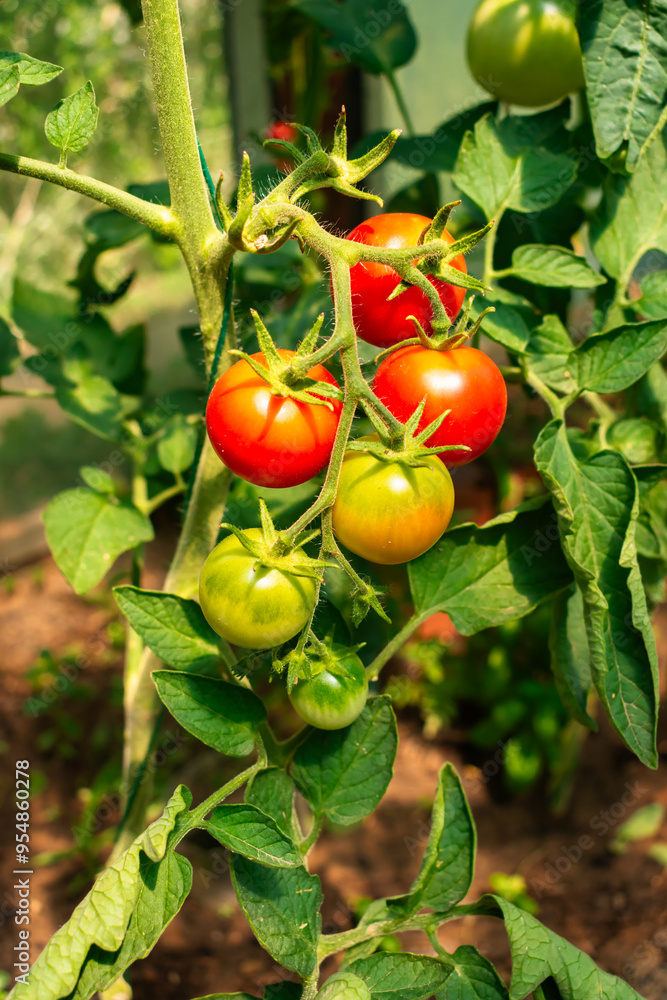 Bunch of tomato plants in a small greenhouse Bunch of tomato plants in a small greenhouse