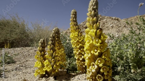 Cistanche tubulosa is a parasitic plant desert heterotrophic species in the genus Cistanche. It lacks chlorophyll and obtains nutrients and water from the host plants whose roots it parasitizes photo