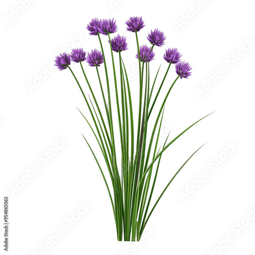 A vibrant cluster of purple chive flowers, elegantly swaying in the breeze, showcasing nature's beauty and elegance in bloom.