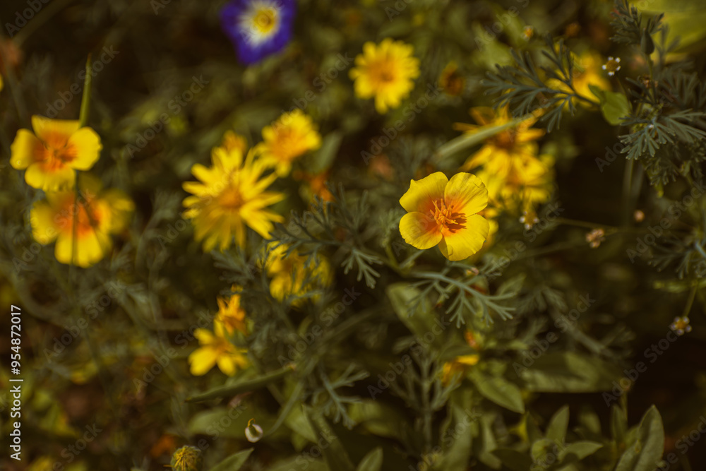 Fototapeta premium California poppy (eschscholzia californica) blooming in the garden