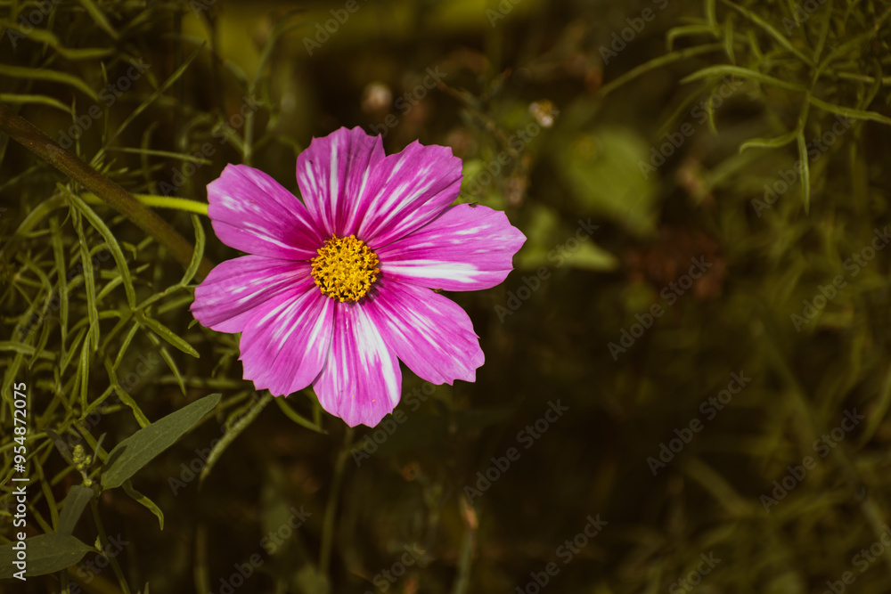 Pink garden cosmos flower blooming Pink garden cosmos flower blooming