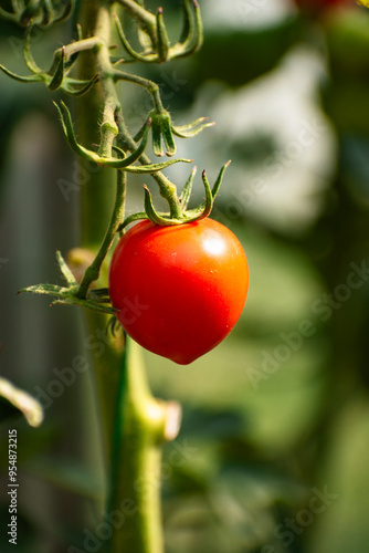 Bunch of tomato plants in a small greenhouse