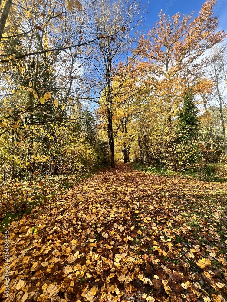 autumn in the park autumn in the park