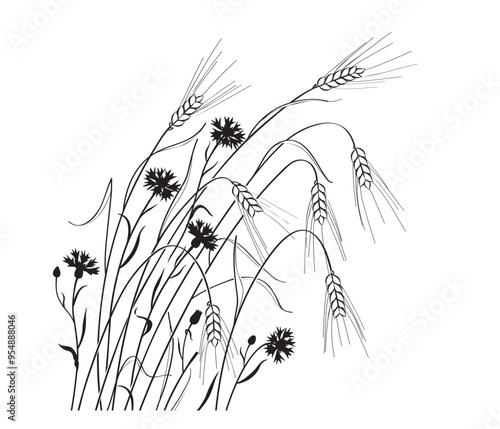 Ripe Wheat Ears  and Cornflowers Outline Drawing