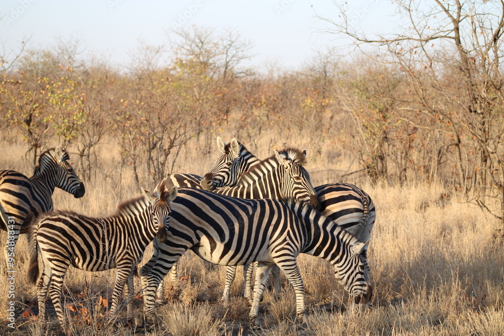 Zebra in the Kruger Park