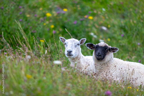 Two Cheviot lambs laying next to each other in a patch of wild flowers by the side of a road in Eriskay on a cloudy summers day photo