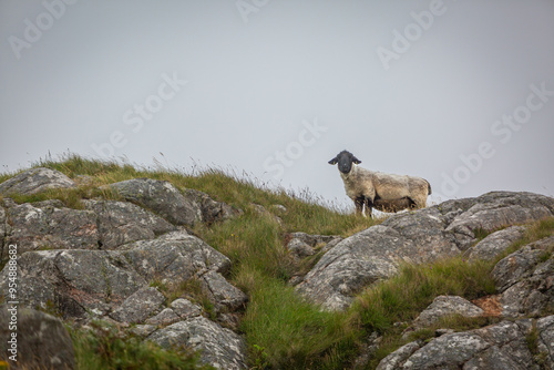 Lone Suffolk sheep on top of a hill in Eriskay, Image shows the lone sheep wet and muddy on top of a rocky hill during a down pour  photo