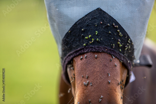 Bay pony wearing a fly mask and covered in flies, Image shows a bay Section A Welsh cob gelding wearing a fly mask during the summer being protected from a large number of fruit flies