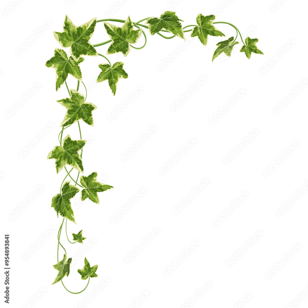 Vector illustration of green ivy branch with detailed leaves, ideal for use in botanical designs, eco-friendly projects, or as a decorative element. Vector illustration of green ivy branch with detailed leaves, ideal for use in botanical designs, eco-friendly projects, or as a decorative element.