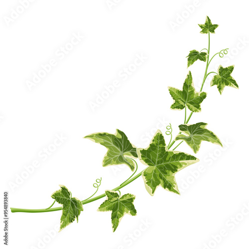 Vector illustration of a single green ivy branch with detailed leaves, ideal for use in botanical designs, eco-friendly projects, or as a decorative element.