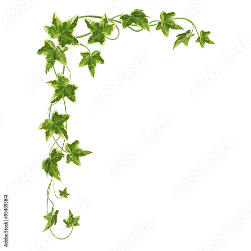 Vector illustration of green ivy branch with detailed leaves, ideal for use in botanical designs, eco-friendly projects, or as a decorative element.