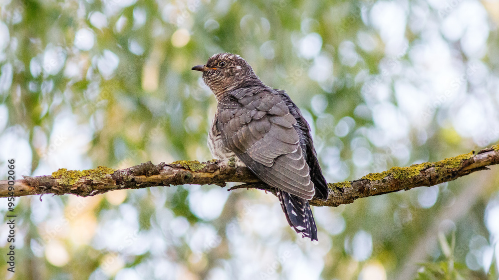 bird on a branch bird on a branch