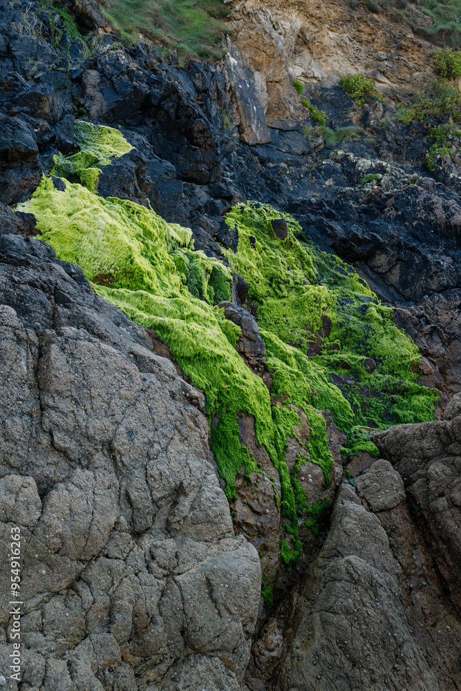 Green algae on rock, Breton landscape, France Green algae on rock, Breton landscape, France