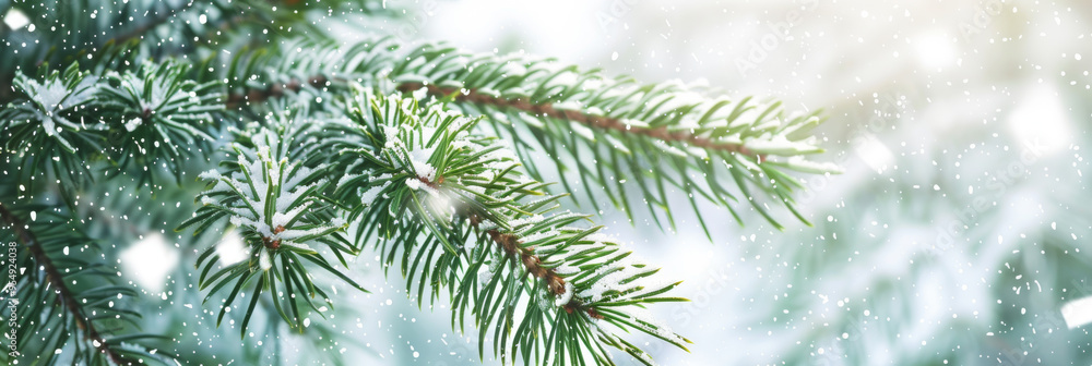 Festive background with green pine tree branches and snow falling, banner, copy space concept for nature, Christmas, New Year, winter season, and spring background, banner Festive background with green pine tree branches and snow falling, banner, copy space concept for nature, Christmas, New Year, winter season, and spring background, banner