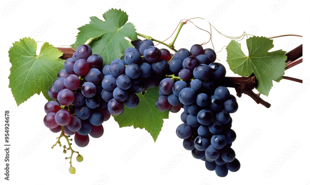 PNG Vine and grapes bunch fruit plant. PNG Vine and grapes bunch fruit plant.