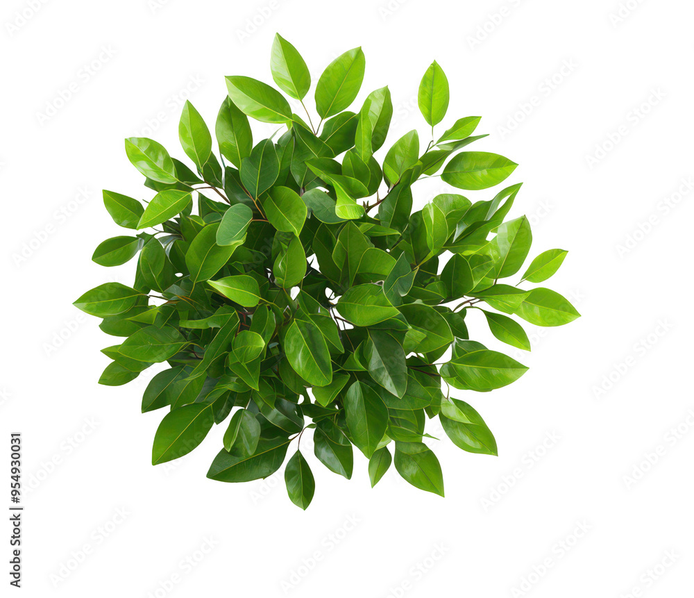 Top view, green leaves in a lush arrangement isolate on transparent background, cutout, png Top view, green leaves in a lush arrangement isolate on transparent background, cutout, png