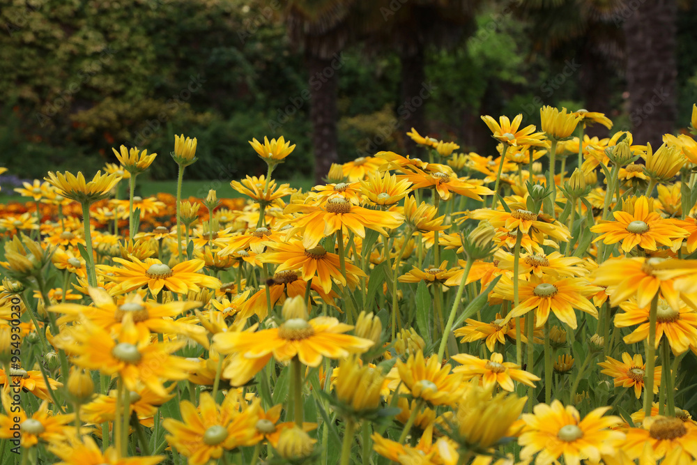 Obraz premium Closeup of a bed of Black-eyed Susan blooms, Derbyshire England 