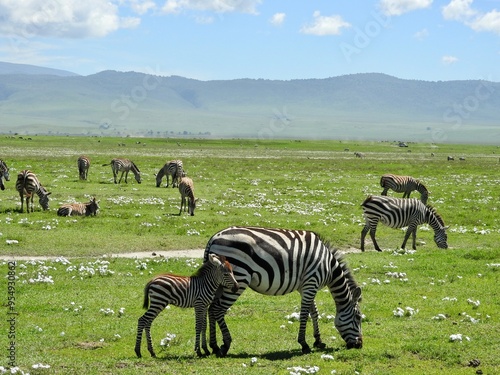 Photography zebra safari