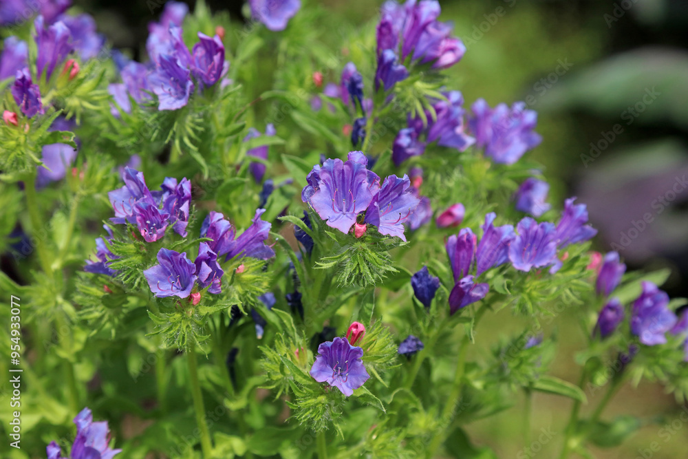 Macro image of Purple Viper's Bugloss blooms, Derbyshire England
Macro image of Purple Viper's Bugloss blooms, Derbyshire England