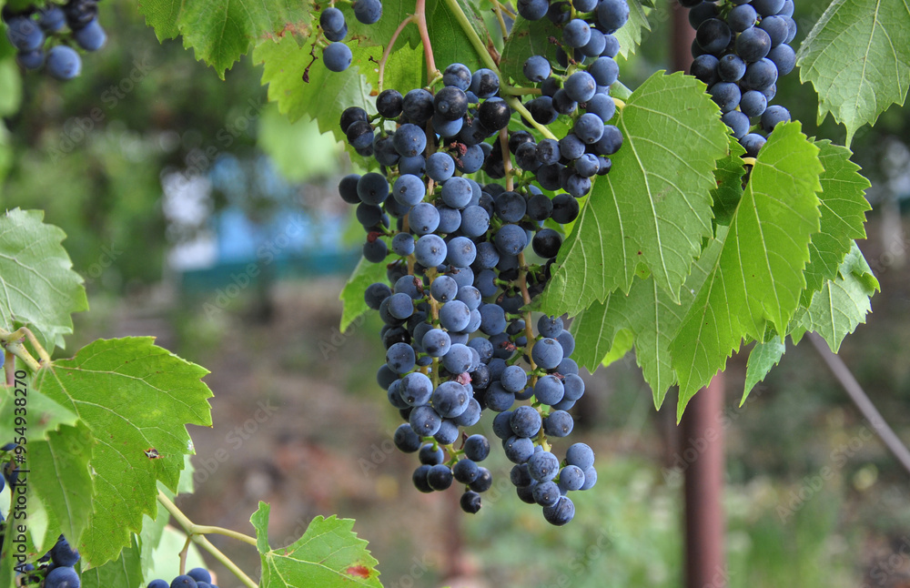 ripe blue grapes with green leaves on a blurred background ripe blue grapes with green leaves on a blurred background