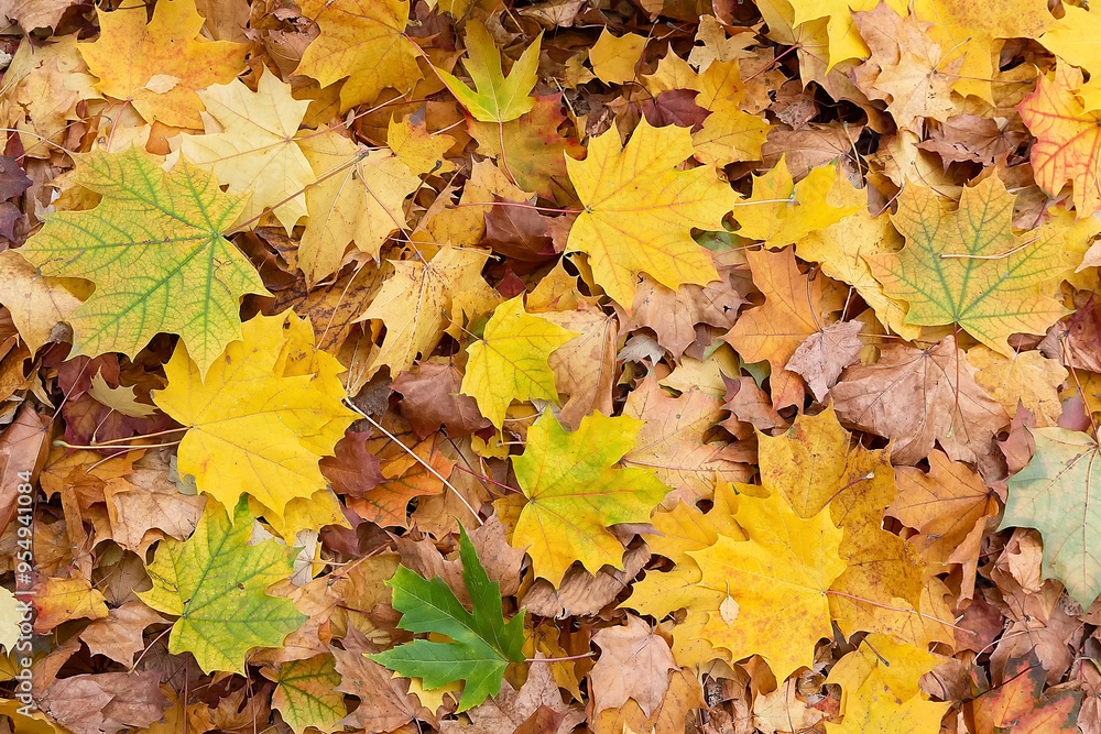 Fallen yellow and brown autumn maple leaves in the forest or park Fallen yellow and brown autumn maple leaves in the forest or park