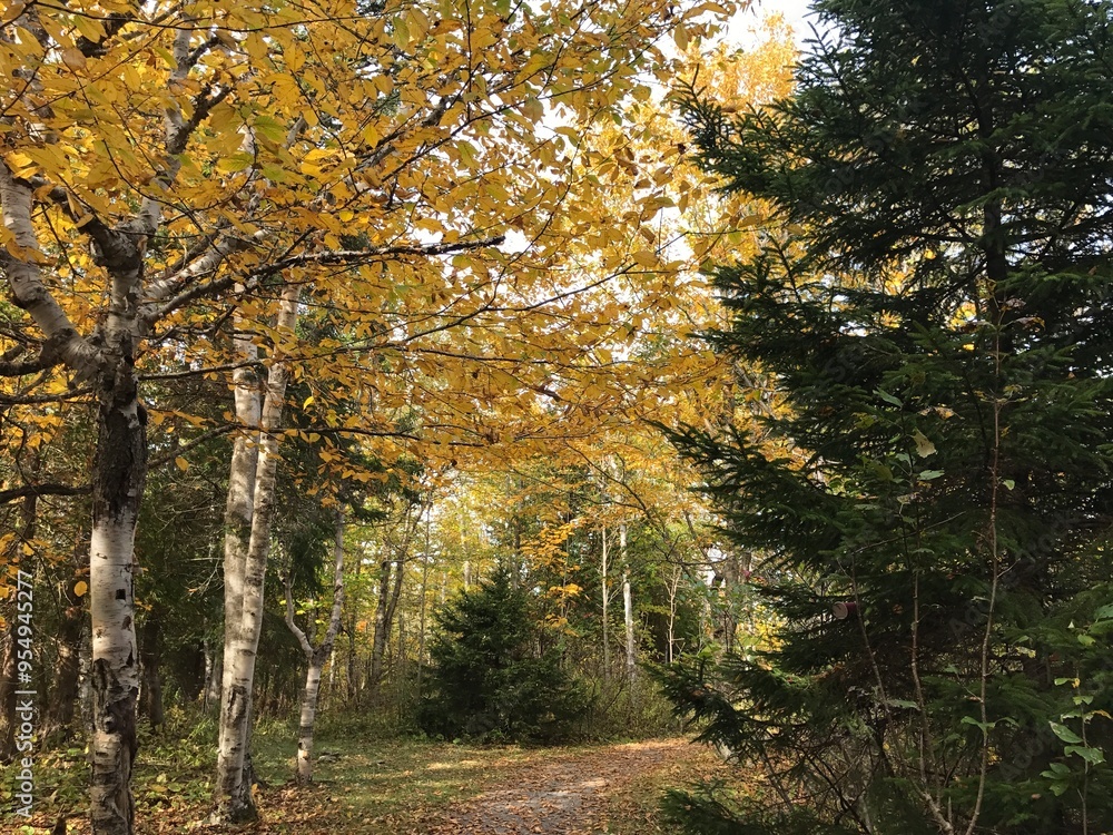 Fototapeta premium autumn in the forest