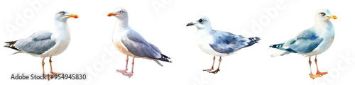 Illustration of a mew gull using watercolors on a white background.