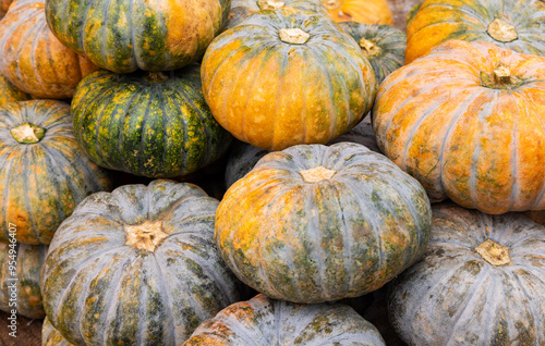 Pumpkin in Indian Market for Sale