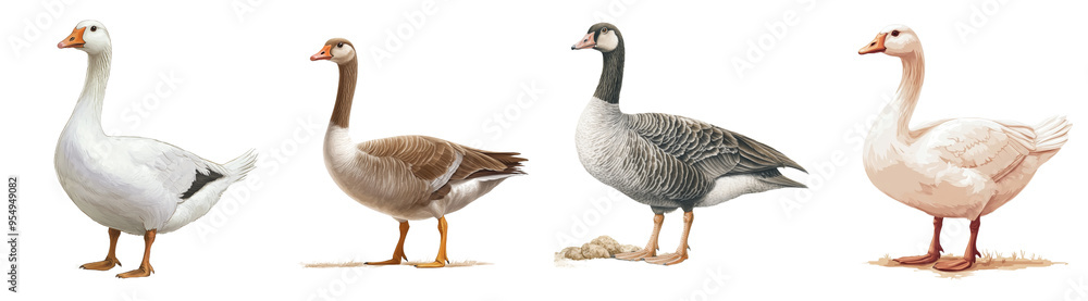 Isolated background illustration of a goose made with watercolors. Isolated background illustration of a goose made with watercolors.