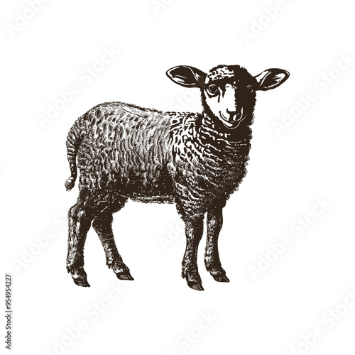 Intricate black and white illustration of a lamb. Vector illustration design.