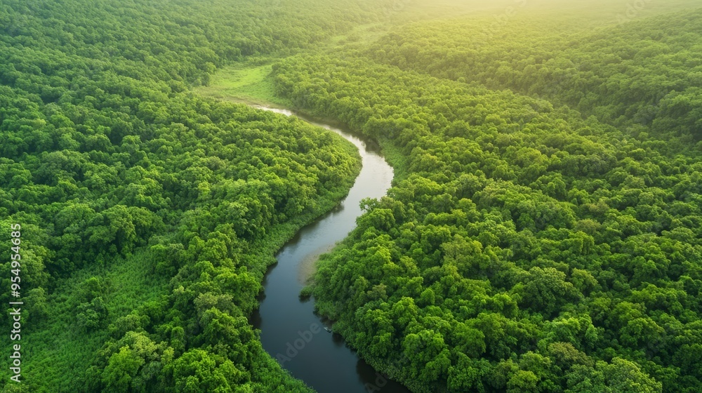 Aerial View of Lush Green Forest with Winding River Aerial View of Lush Green Forest with Winding River