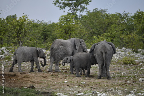 elefanti in etosha