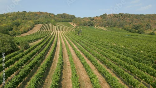 Weingarten im Burgenland, Österreich, aus der Luft gefilmt (Seitwärtsbewegung, hoch) photo