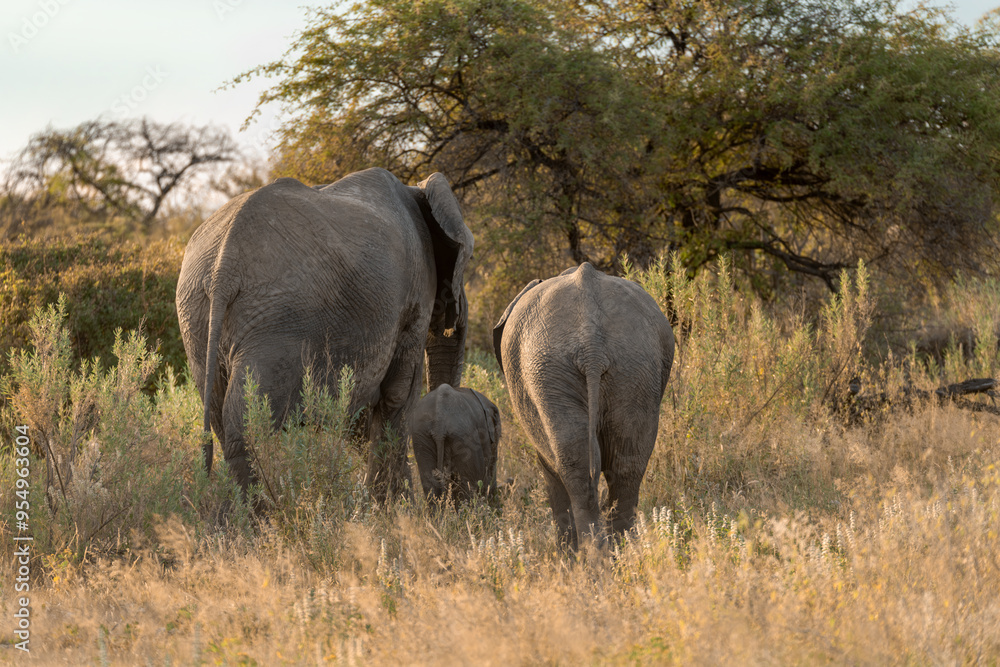 Fototapeta premium elefante in etosha