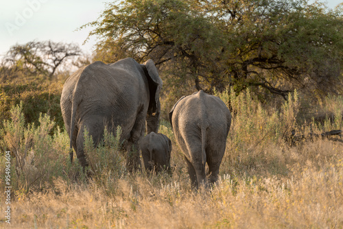 elefante in etosha