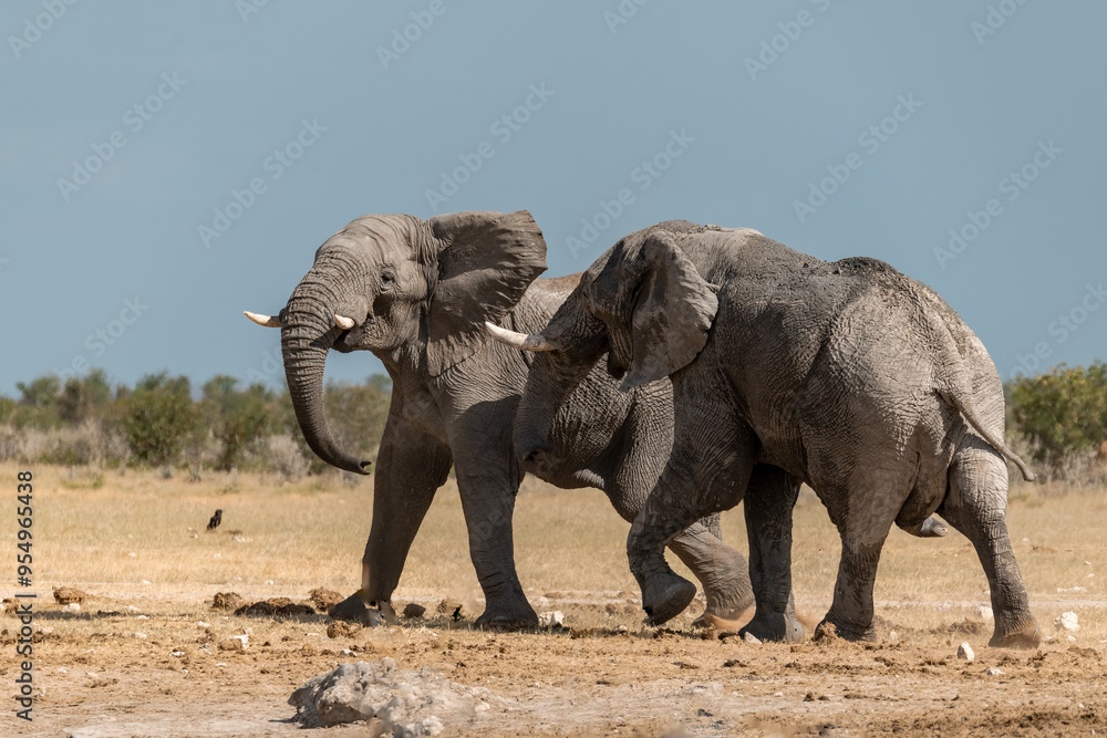 Fototapeta premium elefante in ethosha 2023