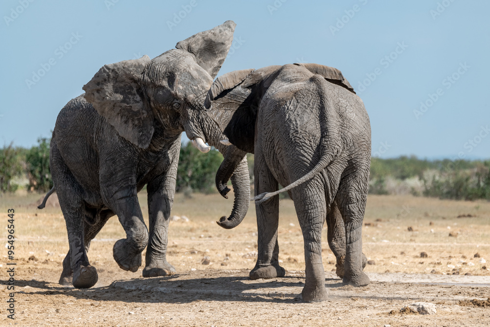 Fototapeta premium elefante in ethosha 2023