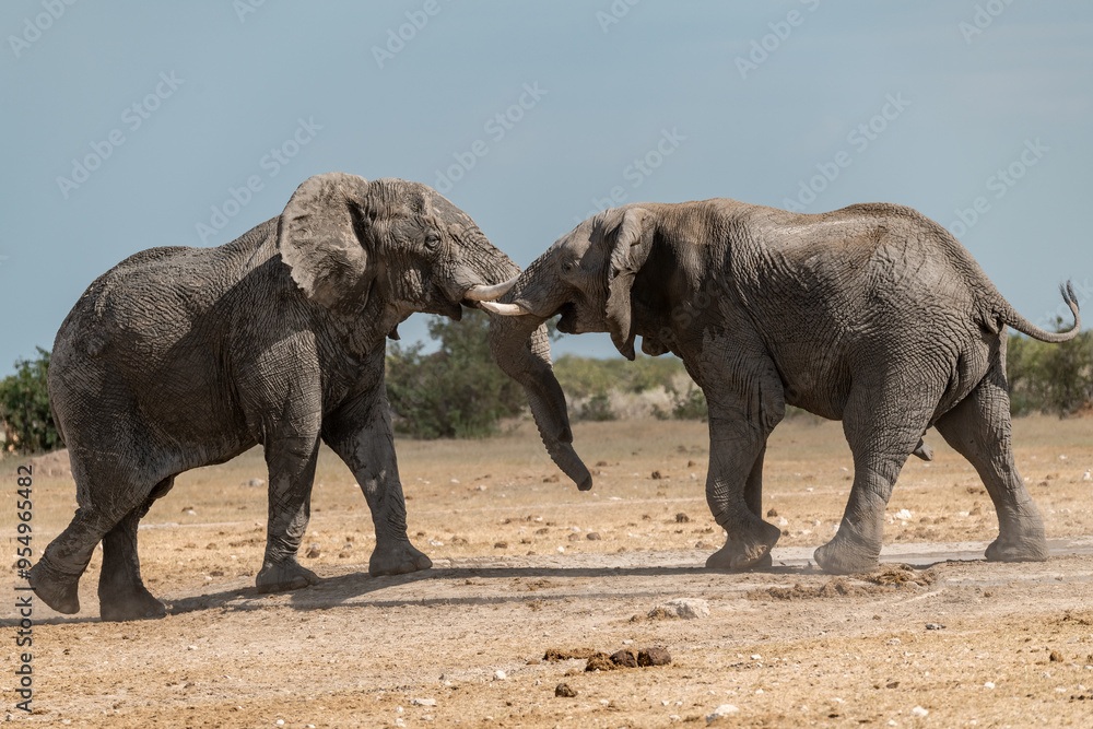 Fototapeta premium elefante in ethosha 2023
