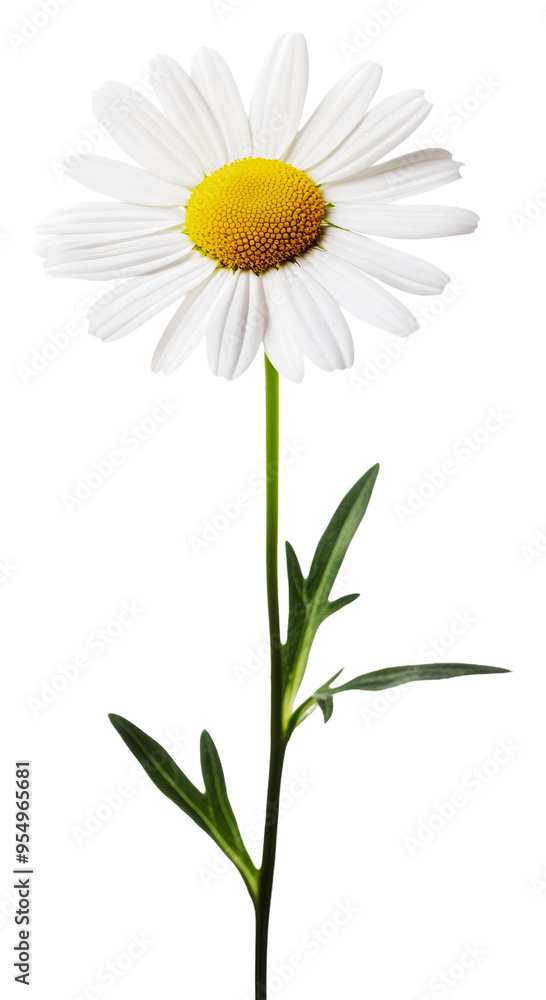 Daisy with green leaves on white isolated on transparent background Daisy with green leaves on white isolated on transparent background