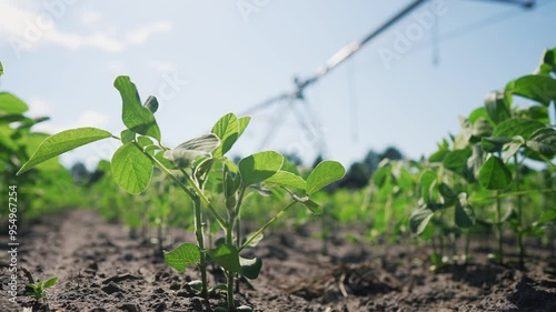 Africulture. Irrigation of a field of soybeans with watering. Soy farm crop concept. Rows of greens and sprouts of soybeans. Rows of green beans and sprouts irrigation in a field of. lifestyle. photo