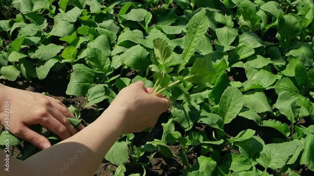 Person harvesting radishes from a veggie bed, Young woman harvesting radishes in garden. Top view. Slow motion. Person harvesting radishes from a veggie bed, Young woman harvesting radishes in garden. Top view. Slow motion.