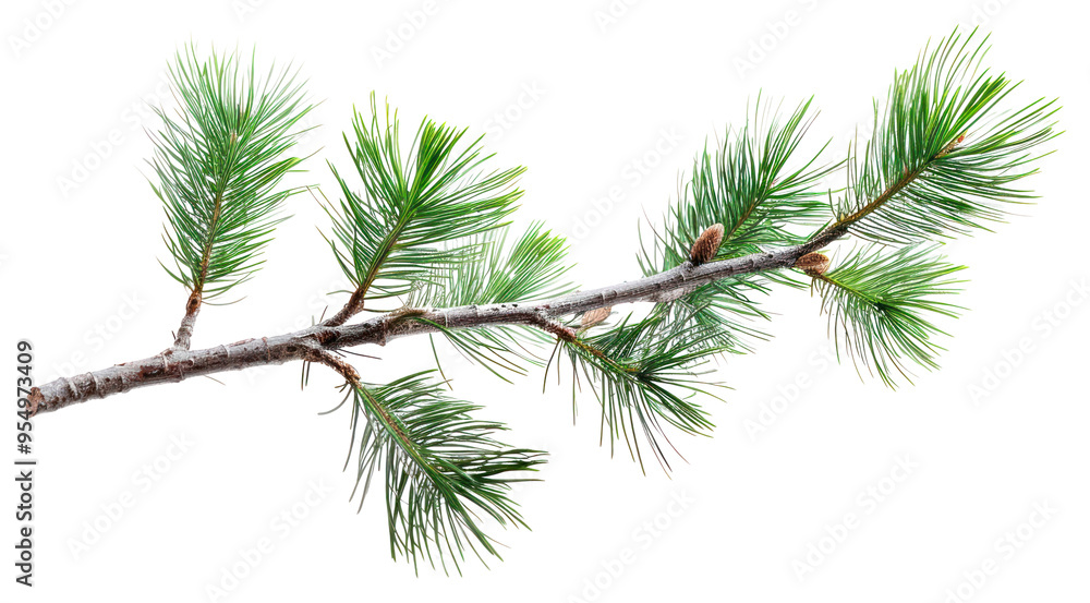 PNG A pine tree branch conifer animal plant. PNG A pine tree branch conifer animal plant.