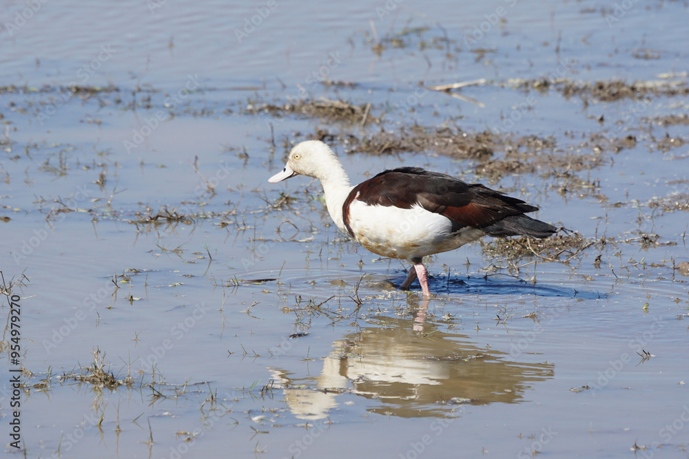 Wasservogel an einem Billabong in Australien Wasservogel an einem Billabong in Australien
