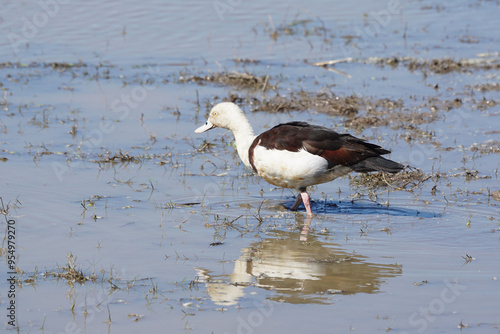 Wasservogel an einem Billabong in Australien photo