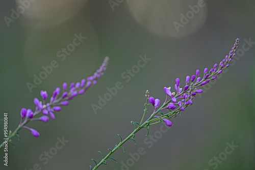 Comesperma ericinum - pink tiny flower photo