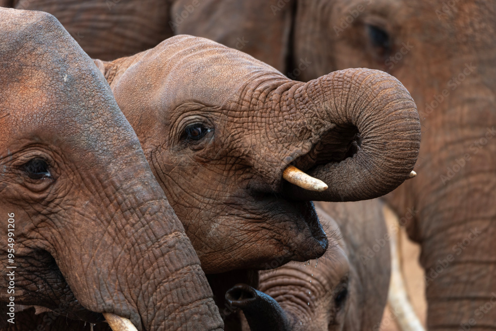 Fototapeta premium Cucciolo di Elefante che beve