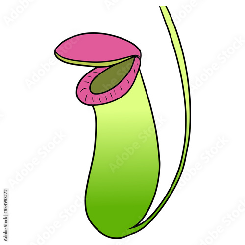 Nepenthes illustration hand drawn isolated vector