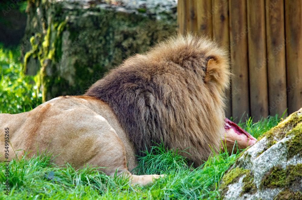 Naklejka premium Majestätischer Löwe im Augsburger Zoo