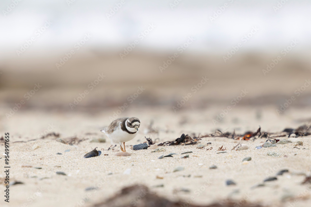 Common ringed Plover Charadrius hiaticula on a sandy beach in Normandy Common ringed Plover Charadrius hiaticula on a sandy beach in Normandy
