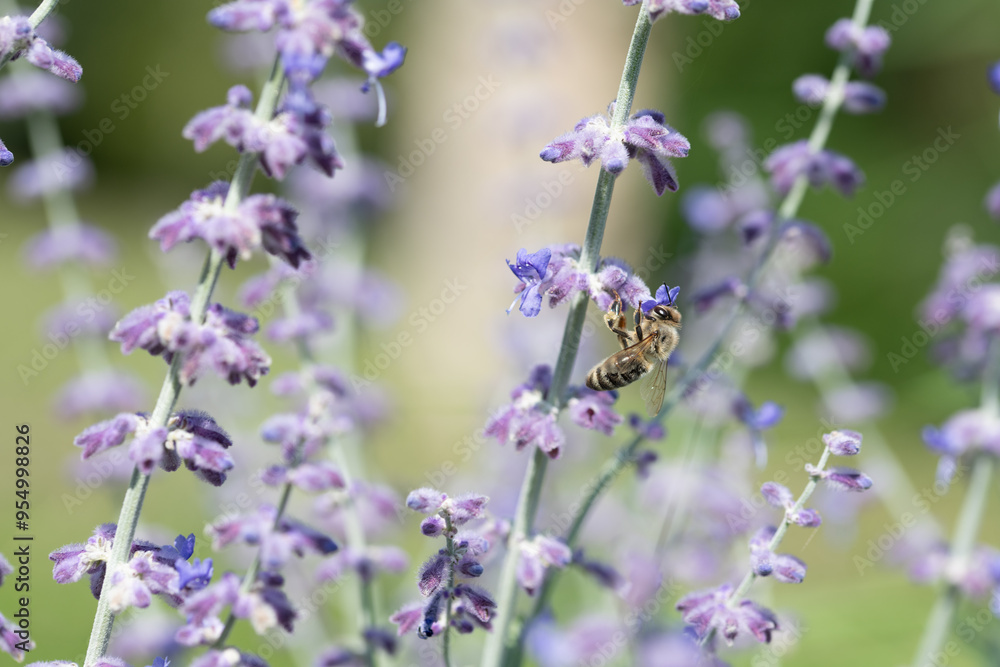 Close-up of a small honeybee searching for food on purple flowers. Close-up of a small honeybee searching for food on purple flowers.